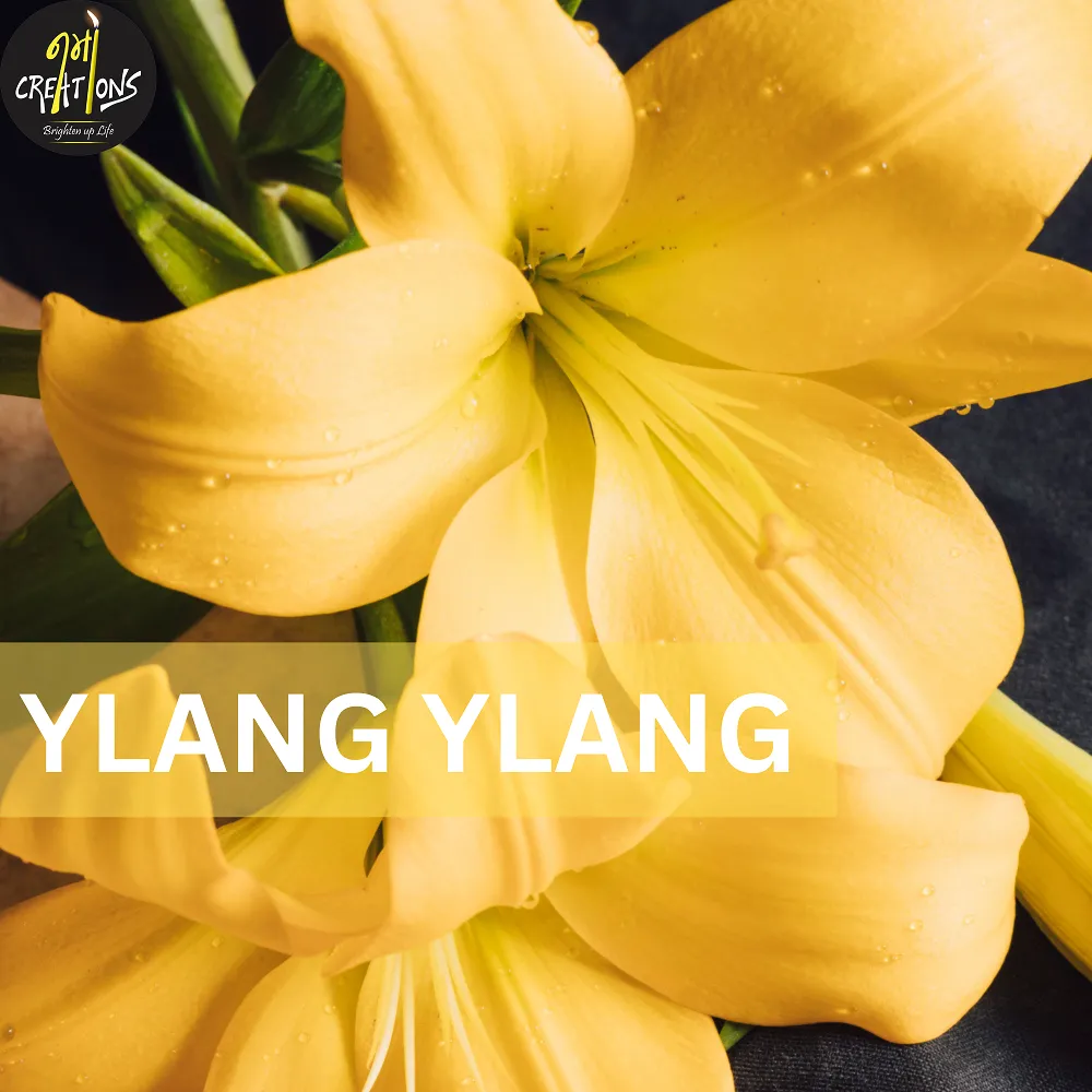 [130031] Ylang Ylang Fragrance Oil