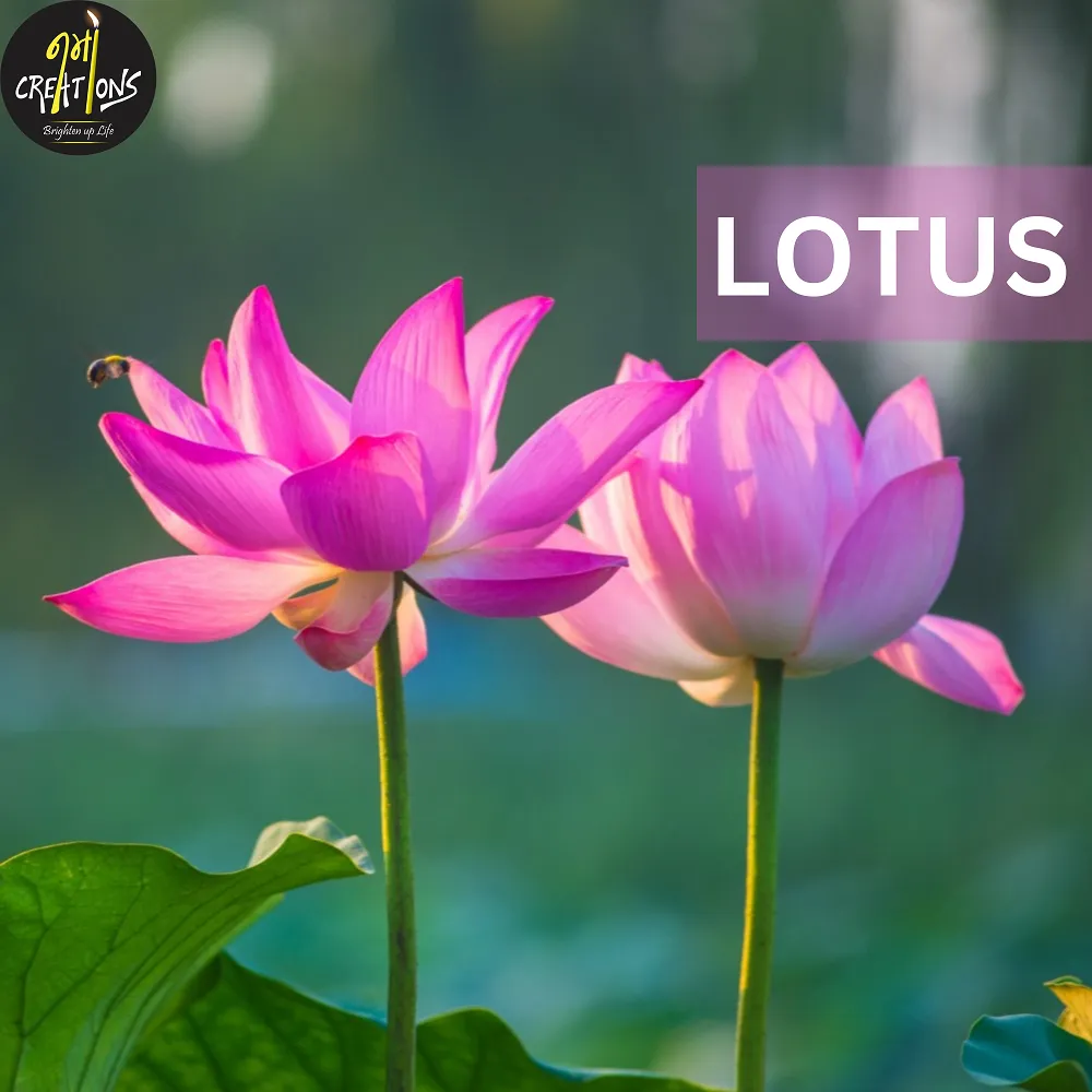 [130017] Mystic Lotus Fragrance Oil